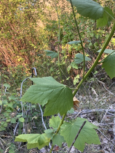 Iliamna rivularis (Streambank Globemallow) (alternate view 3)