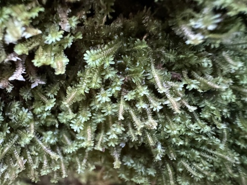 Diplophyllum albicans (White Earwort)