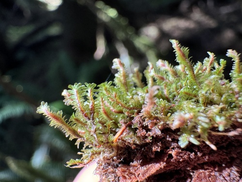 Diplophyllum albicans (White Earwort)