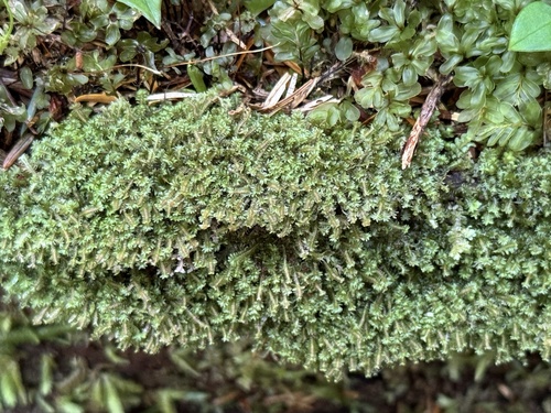 Diplophyllum albicans (White Earwort)