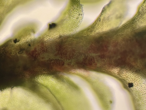 Diplophyllum albicans (White Earwort)