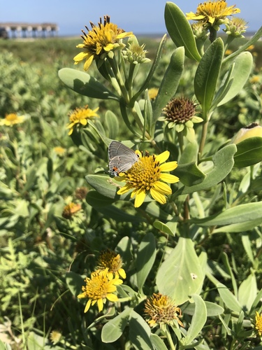 Borrichia frutescens (sea ox-eye) (alternate view 4)