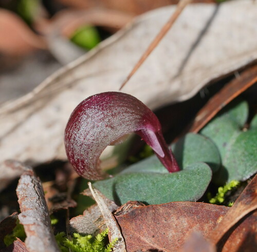 Corybas aconitiflorus (Spurred Helmet-orchid) (alternate view 2)