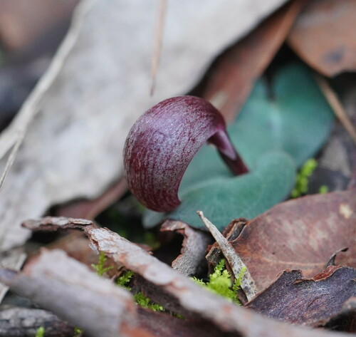 Corybas aconitiflorus (Spurred Helmet-orchid) (alternate view 3)