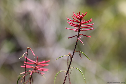 Erythrina herbacea (Eastern Coral Bean) (alternate view 2)