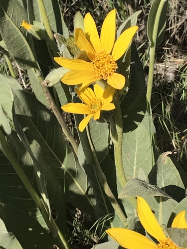 Wyethia mollis (woolly mule's ears) (alternate view 3)