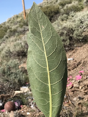 Wyethia mollis (woolly mule's ears) (alternate view 4)