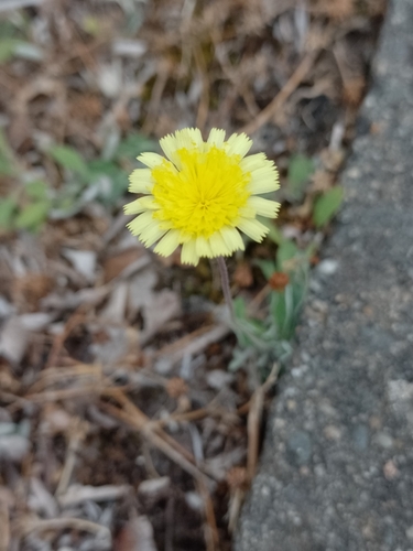 Pilosella officinarum (mouse-eared hawkweed)