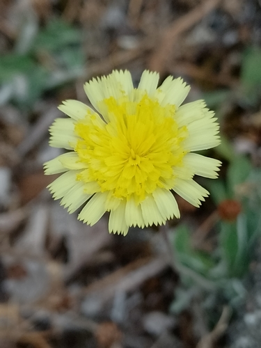 Pilosella officinarum (mouse-eared hawkweed)