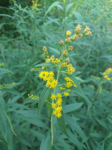 Solidago gigantea (giant goldenrod)