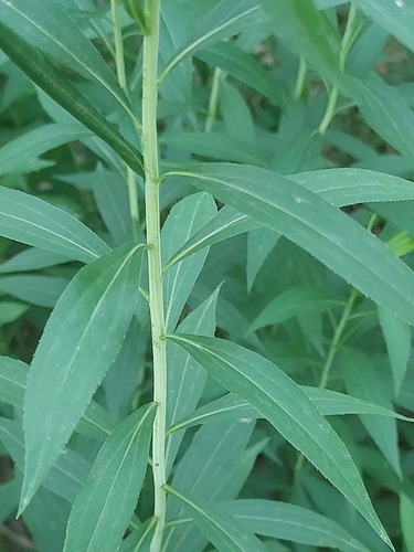 Solidago gigantea (giant goldenrod)
