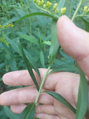 Solidago gigantea (giant goldenrod)