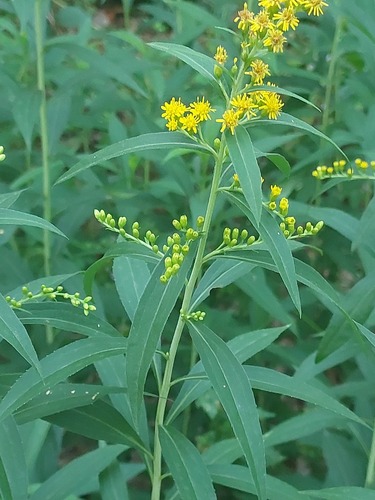 Solidago gigantea (giant goldenrod)