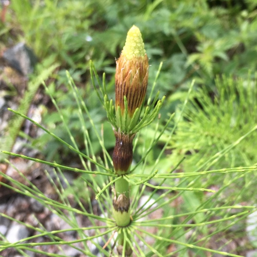 Equisetum telmateia (great horsetail)