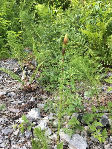 Equisetum telmateia (great horsetail)