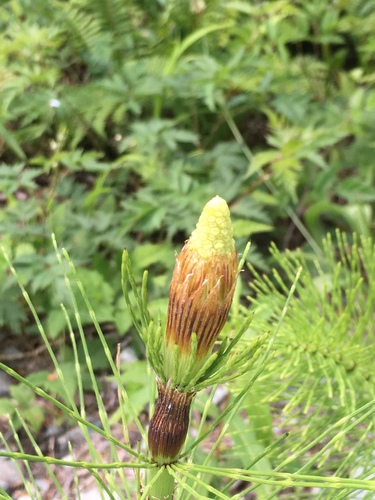 Equisetum telmateia (great horsetail)