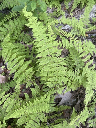 Cystopteris bulbifera (bulblet fern)