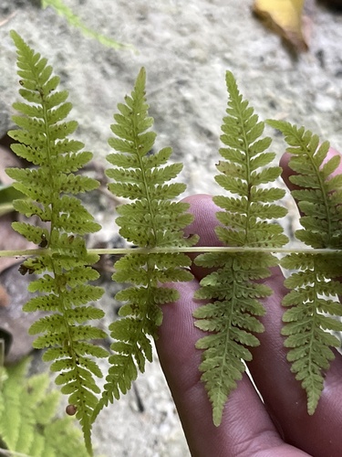 Cystopteris bulbifera (bulblet fern) (alternate view 2)