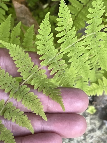 Cystopteris bulbifera (bulblet fern) (alternate view 3)