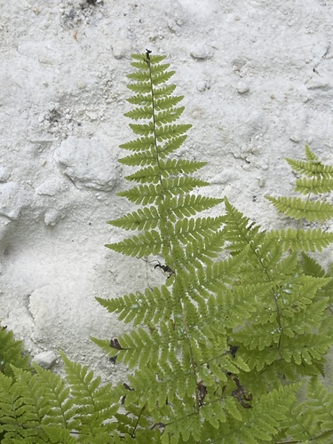 Cystopteris bulbifera (bulblet fern) (alternate view 4)