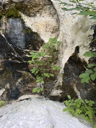 Cystopteris bulbifera (bulblet fern) (alternate view 5)