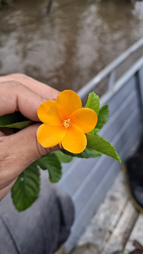 Turnera (alternate view 5)
