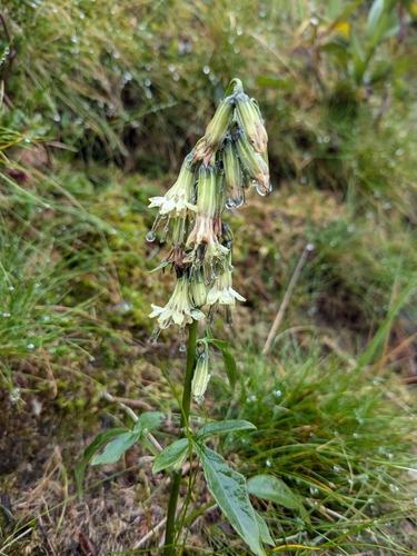 Nabalus trifoliolatus (three-leaved rattlesnake root)
