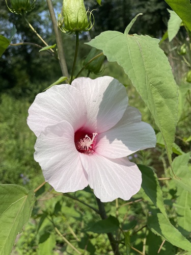 Hibiscus laevis (Halberd-leaf Rosemallow) (alternate view 3)