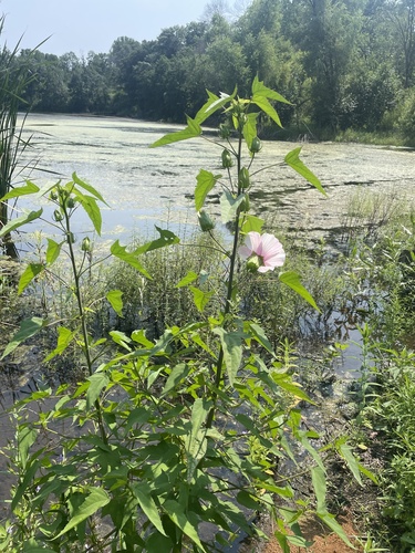 Hibiscus laevis (Halberd-leaf Rosemallow) (alternate view 4)