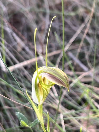 Pterostylis grandiflora (cobra greenhood)