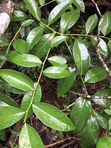 Capparis arborea (Brush Caper Berry) (alternate view 4)