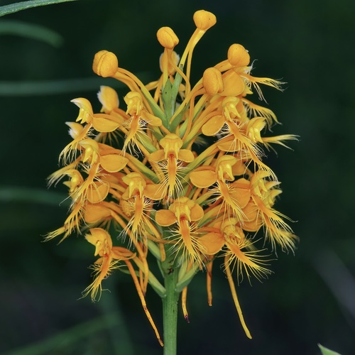 Platanthera (Bog Orchids) (alternate view 5)