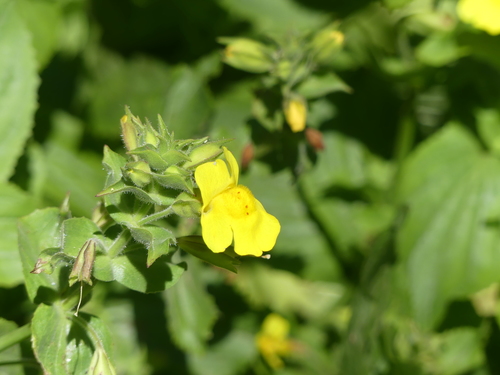 Erythranthe guttata (yellow monkey-flower) (alternate view 2)