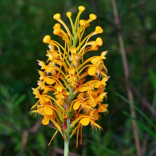 Platanthera (Bog Orchids) (alternate view 6)