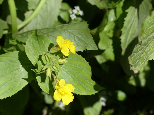 Erythranthe guttata (yellow monkey-flower) (alternate view 3)