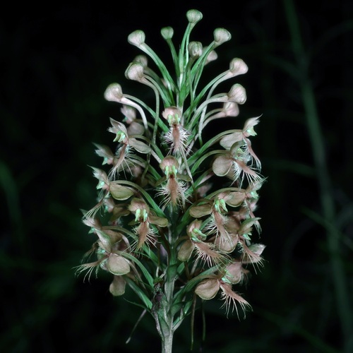 Platanthera (Bog Orchids) (alternate view 7)