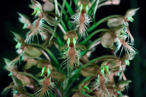 Platanthera (Bog Orchids) (alternate view 8)