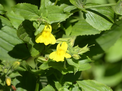 Erythranthe guttata (yellow monkey-flower) (alternate view 4)