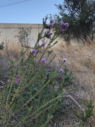 Melaleuca nesophila (Showy Honey-myrtle) (alternate view 2)