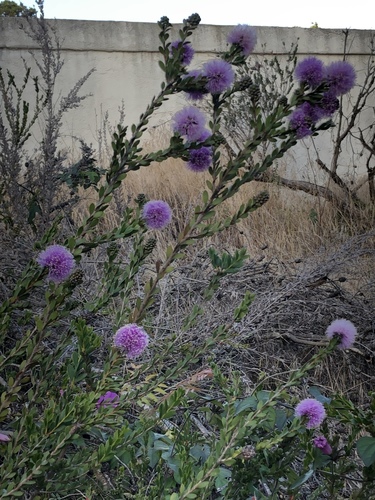 Melaleuca nesophila (Showy Honey-myrtle)