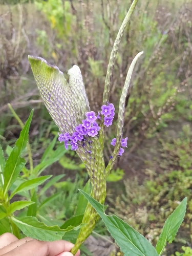 Stachytarpheta (Porterweeds) (alternate view 10)