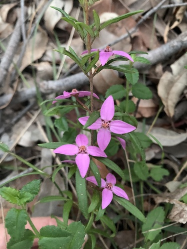Boronia ledifolia (Sydney Boronia) (alternate view 5)
