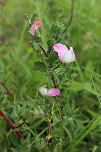 Ononis spinosa (Spiny restharrow)