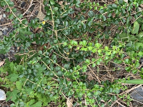 Maclura cochinchinensis (Cockspur Thorn)
