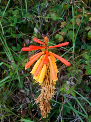 Kniphofia uvaria (Red Hot Poker)