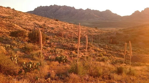 Dasylirion wheeleri (Wheeler sotol) (alternate view 6)