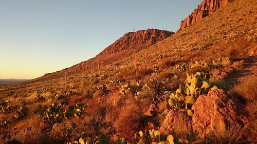 Dasylirion wheeleri (Wheeler sotol) (alternate view 7)