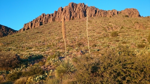 Dasylirion wheeleri (Wheeler sotol) (alternate view 8)