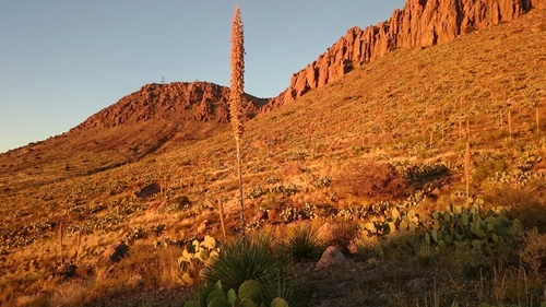 Dasylirion wheeleri (Wheeler sotol) (alternate view 9)