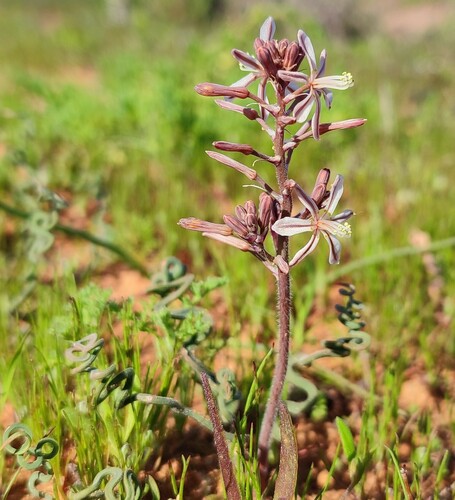 Trachyandra (Capespinachs) (alternate view 2)